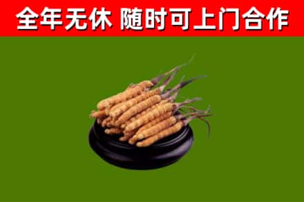 市中烟酒回收冬虫夏草.jpg